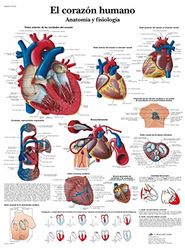 3B Scientific Papier bedrukt, het menselijk hart, anatomie en fysiologie, 1