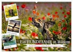 Ein Hundejahr in Bildern (Wandkalender 2026 DIN A2 quer), CALVENDO Monatskalender: Erleben Sie die Jahreszeiten aus der Perspektive eines treuen ... festgehalten in zwölf fesselnden Fotos.