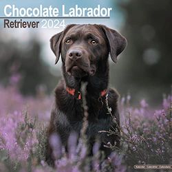 Chocolate Labrador Retriever Calendar 2024 Square Dog Breed Wall Calendar - 16 Month