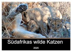 Südafrikas wilde Katzen (Wandkalender 2025 DIN A2 quer), CALVENDO Monatskalender: Fotografien von den Raubkatzen in Südafrika