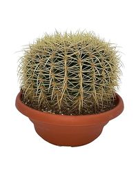 Cactus, Echinocactus grusonii 24CMØ, 23-28CM Hoog