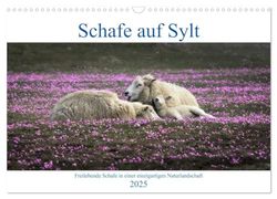 Schafe auf Sylt (Wandkalender 2025 DIN A3 quer), CALVENDO Monatskalender: Schafe in den Dünen und auf dem Deich