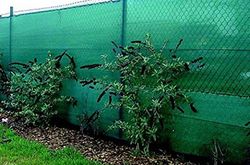 Riegolux 107659 privacyscherm, groen, 2 x 5 m, 70 g/m²
