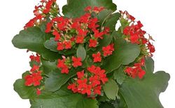 Kalanchoe - Planta de Navidad que Llena tu Hogar de Belleza Natural