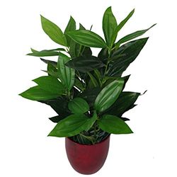 Leaf - Planta artificial de folha perene (70 cm), cor preta