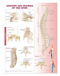 Anatomy and Injuries of the Spine Anatomical Chart