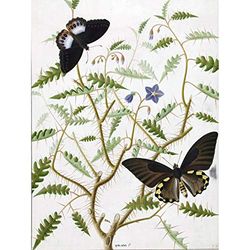 Artery8 De Wit Two Exotic Butterflies Blooming Bush Large Wall Art Poster Print Thick Paper 18X24 Inch