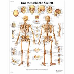 3B Scientific Planche anatomique Das menschliche Skelett en allemand