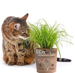 Cyperus Zumula Planta Natural para Gatos y Animales