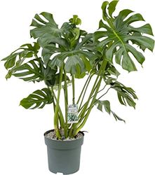 DECOALIVE Monstera Deliciosa Planta de Interior ⌀15 cm - 50cm