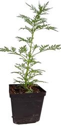 Artemisia Annua Planta de Uso Medicinal Tradición China