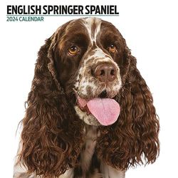 Calendario 2024 moderno Springer Spaniel Inglés
