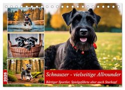 Schnauzer - vielseitige Allrounder (Tischkalender 2026 DIN A5 quer), CALVENDO Monatskalender: Bärtiger Sportler, Spielgefährte aber auch Sturkopf