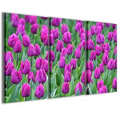 Canvas foto, Holland Tulips Holland Tulpen, Holland Tulpen, moderne schilderijen van 3 panelen, klaar om op te hangen, 100 x 70 cm