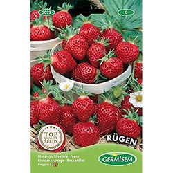 Germisem EC5022 Rügen Aardbei Zaden 0.3 g, Meerkleurig