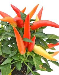 Planta Natural de Pimientos Capsicum: la Compañera Perfecta para tus Creaciones Culinarias