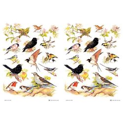 Samuel Lamont British Birds Cotton Tea Towel, White, One Size (Pack of 2)