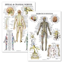 Palace Learning 2 Pack - Spinal Nerves & Nervous System Anatomy Posters - Set of 2 Anatomical Charts - Spine/Nervous - Laminated 18" x 27"