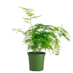 Asparagus Plumosus - DECOALIVE - Planta Natural para Decorar el Hogar