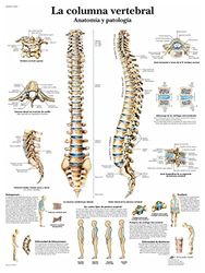 3B Scientific VR3152L Poster Educativo dell'Anatomia Umana - Colonna Vertebrale Umana, Anatomia e Patologia