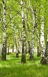Poster vertical XL déco FORET DE BOULEAU 150 x 240 cm | Trompe l'œil Déco murale Qualité HD Scenolia