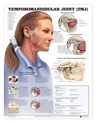 Tabla anatómica de la articulación temporomandibular (TMJ)
