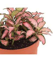 Planta Nerviosa Fittonia Natural un Mosaico de Colores en tu Entorno
