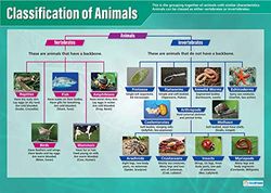 Daydream Education Classification of Animals | Science Posters | Laminated Gloss Paper measuring 850mm x 594mm (A1) | Science Charts for the Classroom | Education Charts