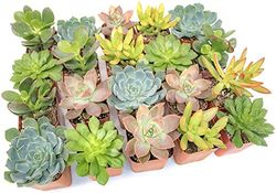 Pack 10 Divertidas Suculentas Plantas Naturales para Un Regalo Único