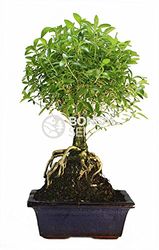 Bonsai - Serisa, Arbol de las 1000 estrellas, 5 Años (Bonsai Sei - Serissa Phoetida)