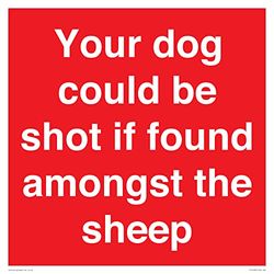 Your dog could be shot if found amongst the sheep Sign - 400x400mm - S40