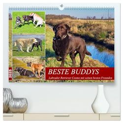 Beste Buddys (hochwertiger Premium Wandkalender 2025 DIN A2 quer), Kunstdruck in Hochglanz: Labrador Retriever Cosmo mit seinen besten Freunden