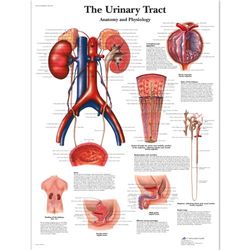 3B Scientific naukowa anatomia człowieka - wykres dróg moczowych, wersja laminowana
