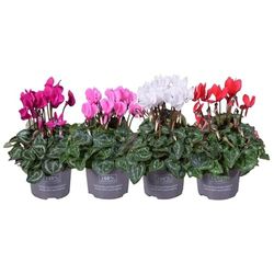 Ciclamen Set de 4 Plantas con Flores Mix Color