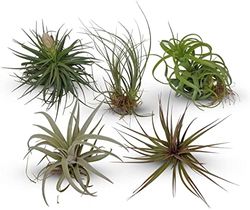 Plantas de Interior y Exterior del Aire Tillandsias 5 Unidades