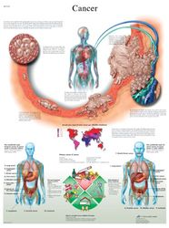3B Scientific Anatomia człowieka - tabela raka, wersja laminowana