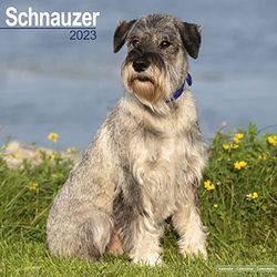 Schnauzer (Euro) Calendar 2023 | Square Dog Breed Wall Calendar - 16 Month