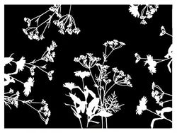 Pro Nappe - Réf 314326I - Set de table jetable en papier gaufré, à l'imprimé floral noir et blanc - Format 30X40 cm - Fabriqué en France - En barquette de 500 sets.
