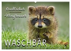 Waschbär - Niedlicher Allesfresser (Wandkalender 2024 DIN A2 quer), CALVENDO Monatskalender: Eindrucksvolle Bilder der scheuen Tiere.