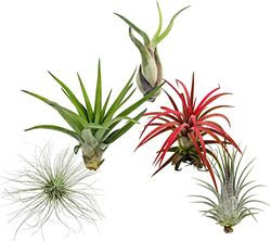 DECOALIVE Plantas del Aire PREMIUM Pack de 5 Tillandsias Naturales