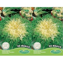 Germisem graines Chicorée frisée de Meaux EC2007 Multicolore (Lot de 2)