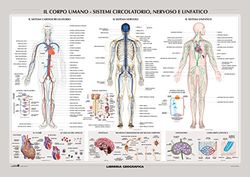 Corpo umano: sistemi circolatorio, nervoso e linfatico. Carta murale scientifica. Ediz. a colori