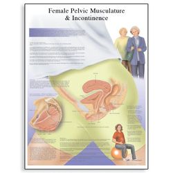 3B Scientific Vetenskaplig mänsklig anatomi - kvinnlig urinininkontinensdiagram, pappersversion
