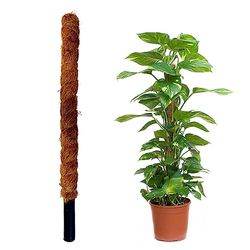 Jardinlife Tutor kokosvezel 80 cm, bruin