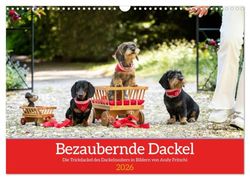 Charming Dachshund (Wall Calendar 2026 DIN A3 Landscape), CALVENDO Monthly Calendar