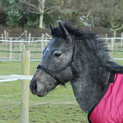 Rhinegold Field Safe Foal Headcollar-Black Cabezal, Negro, Talla única