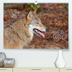 Begegnungen DER WOLF (hochwertiger Premium Wandkalender 2024 DIN A2 quer), Kunstdruck in Hochglanz: Der Wolf - fantastische Bilder vom Isegrim.