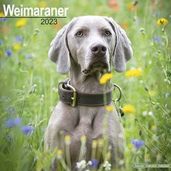 Weimaraner Calendar 2023 | Square Dog Breed Wall Calendar - 16 Month