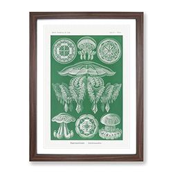 Discomedusae Jellyfish Vol.4 By Ernst Haeckel Vintage Framed Wall Art Print, Ready to Hang Picture for Living Room Bedroom Home Office Décor, Walnut A3 (34 x 46 cm)