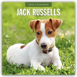 Jack Russells - Jack Russell Terrier 2026 - 16-Monatskalender: Original Red Robin Publishing Ltd-Kalender [Mehrsprachig] [Kalender]